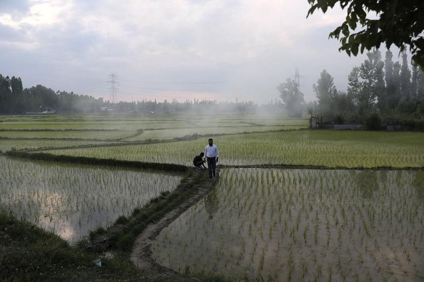 India's protectionist moves spark concern rice may be next