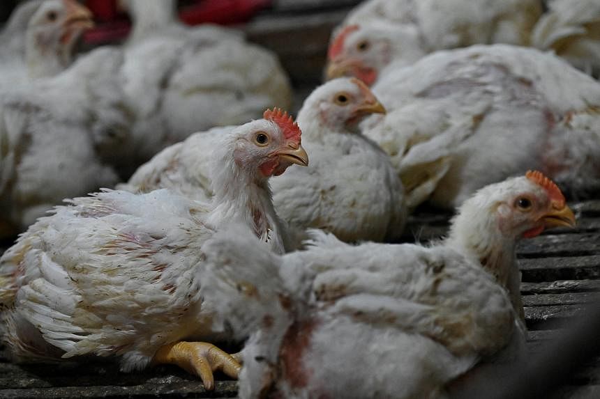 Malaysian farms rushing to send chickens to Singapore before export ban
