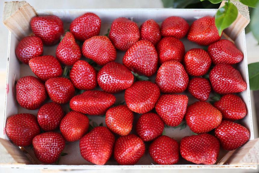 US, Canada investigate hepatitis A outbreak linked to organic