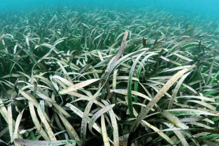 Australia discovers seagrass that it says is the world's largest plant |  The Straits Times