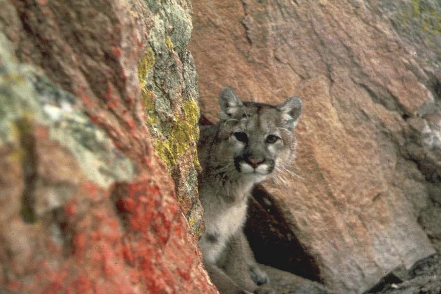 Young mountain lion invades northern California high school | The Straits  Times