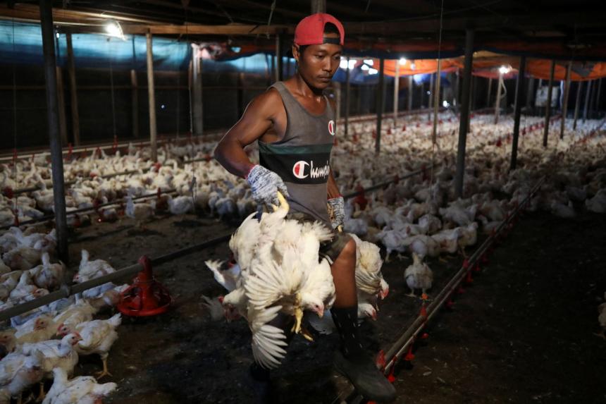 Chicken prices remain high in Malaysia despite supply stabilising after