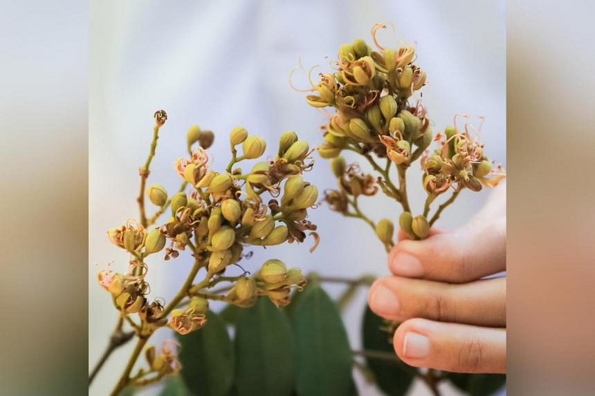 Researchers harvest flowers, fruit from critically endangered tree for conservation