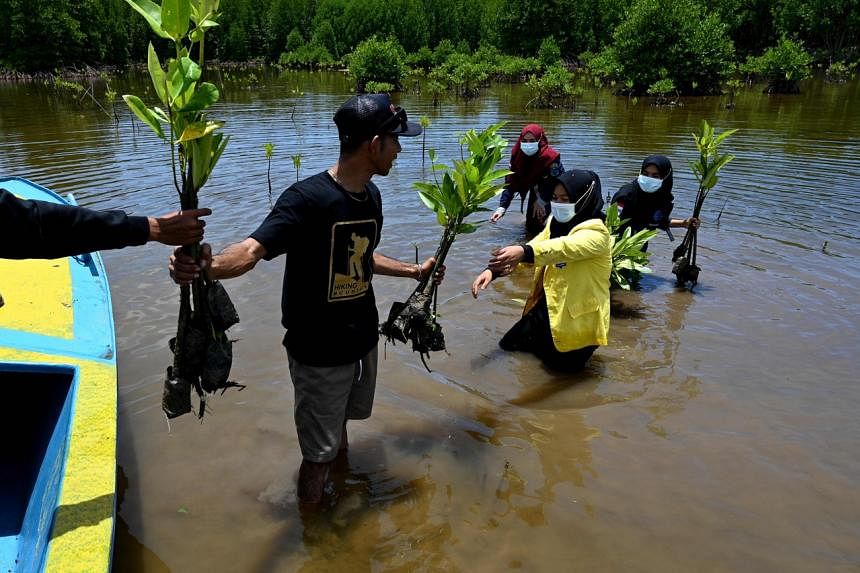 Melindungi dan memulihkan hutan bakau Indonesia: staf Jakarta Post