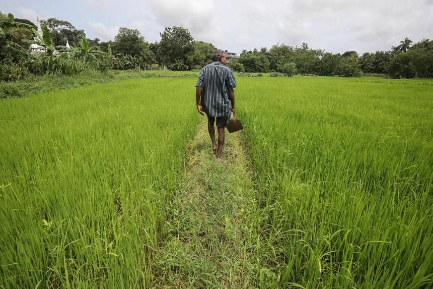 Spiralling food crisis hits Sri Lanka as farmers abandon fields The