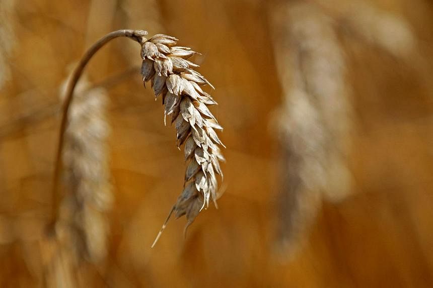Bulgaria expects good 2022 wheat crop, strong exports | The Straits Times