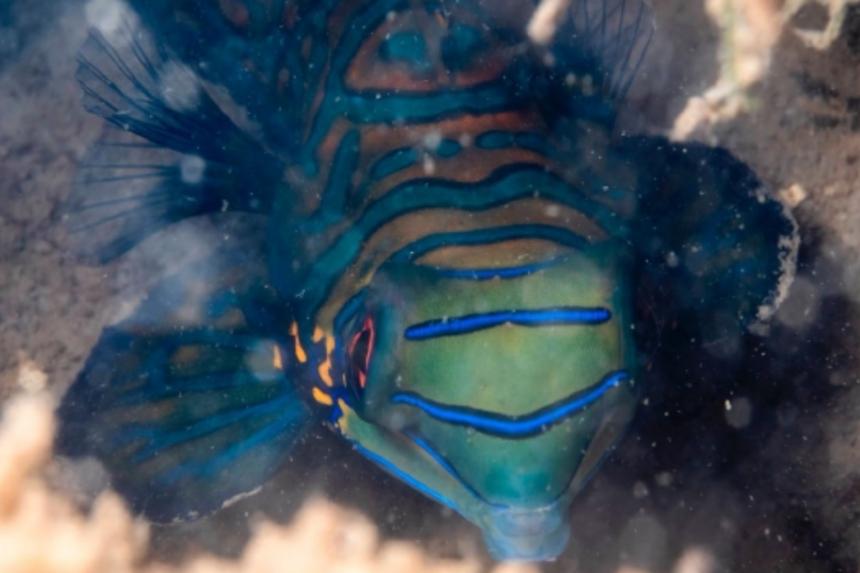 Colourful mandarin fish spotted in Singapore waters for first time, likely from aquarium trade - The Straits Times