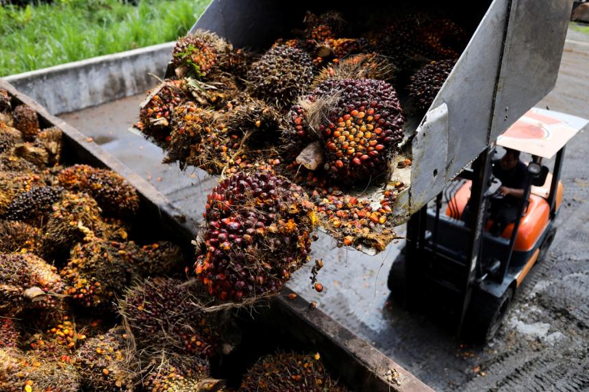 Indonesian Palm Oil Workers To Arrive In Malaysia After Bureaucratic Hiccups The Straits Times