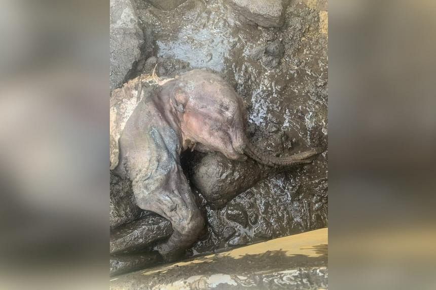 Canadian gold miners find rare mummified baby woolly mammoth