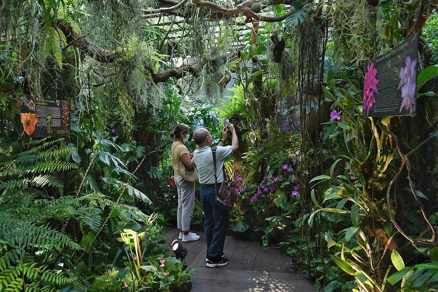 Raras orquídeas costarricenses en exhibición en los jardines del bosque nuboso junto a la bahía