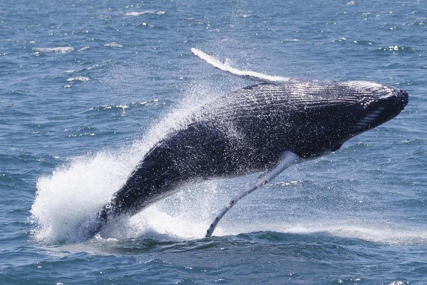 Australian researchers show whales' ability to exchange tunes | The ...