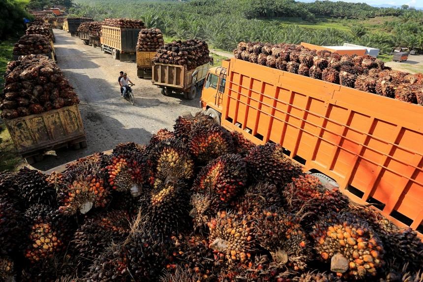 Indonesia Looks To Raise Palm Oil Export Quota, Biodiesel Mix In Fuel ...