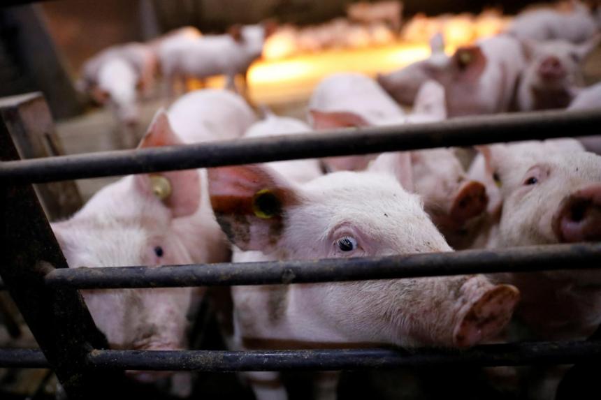 Porcinity Rising China's reprieve from global inflation threatened by pork prices | The ...