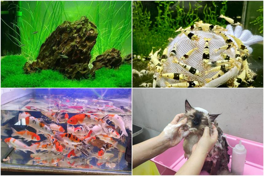 7 petcare shops to spend your CDC vouchers The Straits Times