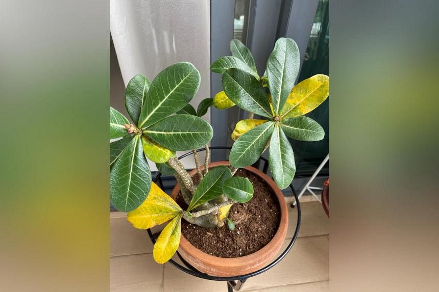 Root Awakening: Desert rose needs sun to thrive, but do not let it dry out