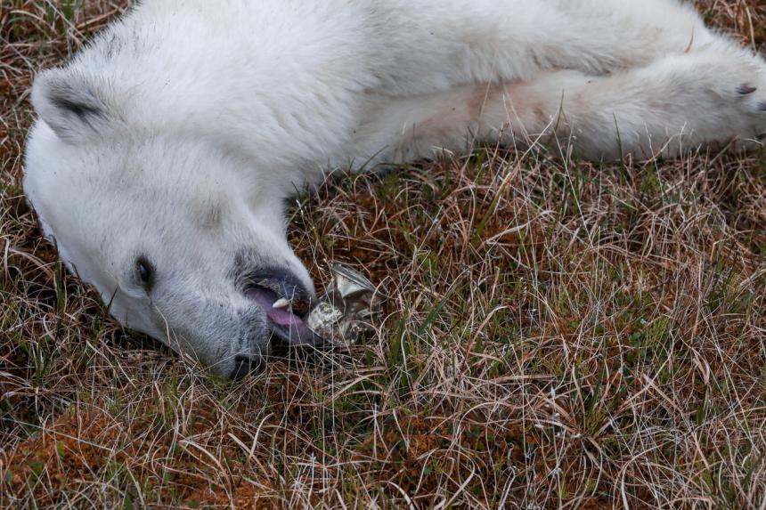 Polar bear rescued in Russia after getting tongue stuck in milk can