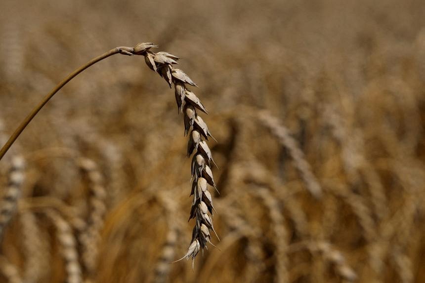 Wheat Prices Jump After Russian Missile Strike Tests Ukraine Deal | The ...