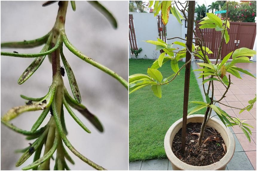 Root Awakening Rosemary plant infested with lace bugs The