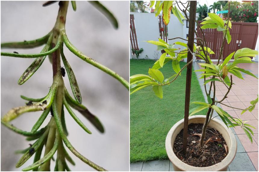 Root Awakening Rosemary plant infested with lace bugs The Straits Times