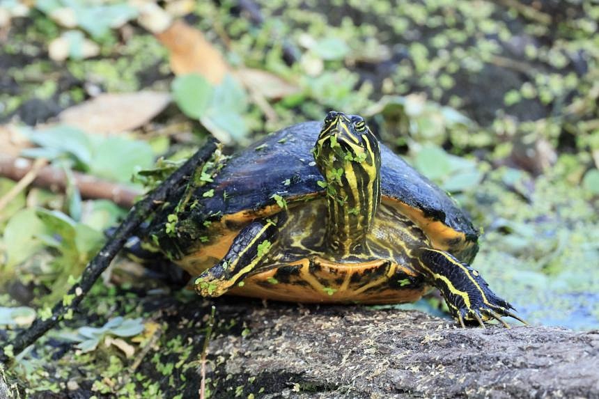 Hotter summers mean Florida's turtles are mostly born female | The ...