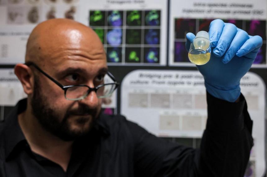 Scientists achieve 'synthetic embryo' breakthrough but growing human organs still far off - The Straits Times