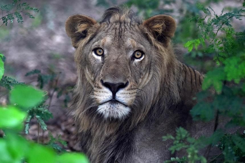 green pakistani lion