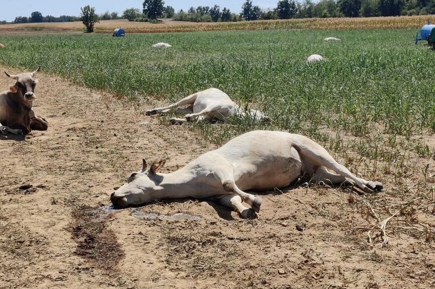 Drought blamed for dozens of cow poisoning deaths in Italy | The Straits  Times