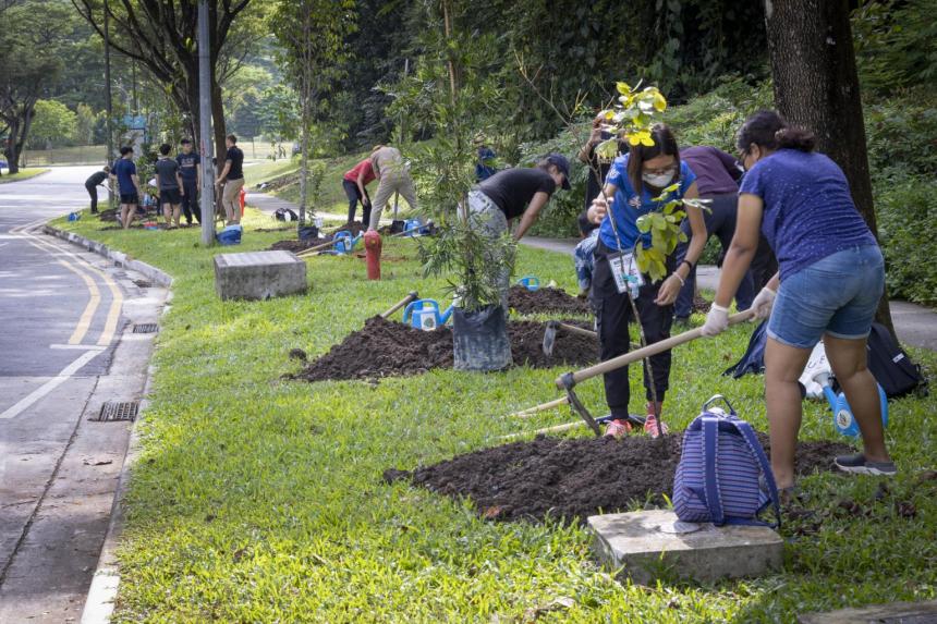 Singapore hits almost 40 of target to plant one million more trees by 2030 The Straits Times