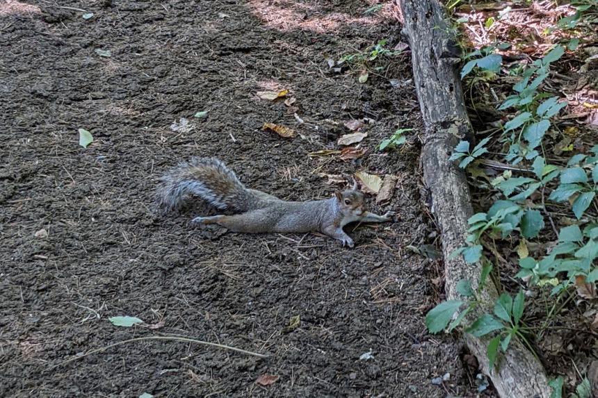 Splooting squirrels How animals in Singapore cope with the heat The