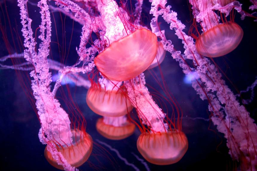 Scientists find clues to what makes ‘immortal jellyfish’ immortal | The