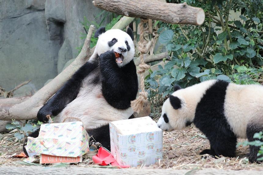 River Wonders' giant pandas Jia Jia and Kai Kai to extend their stay in