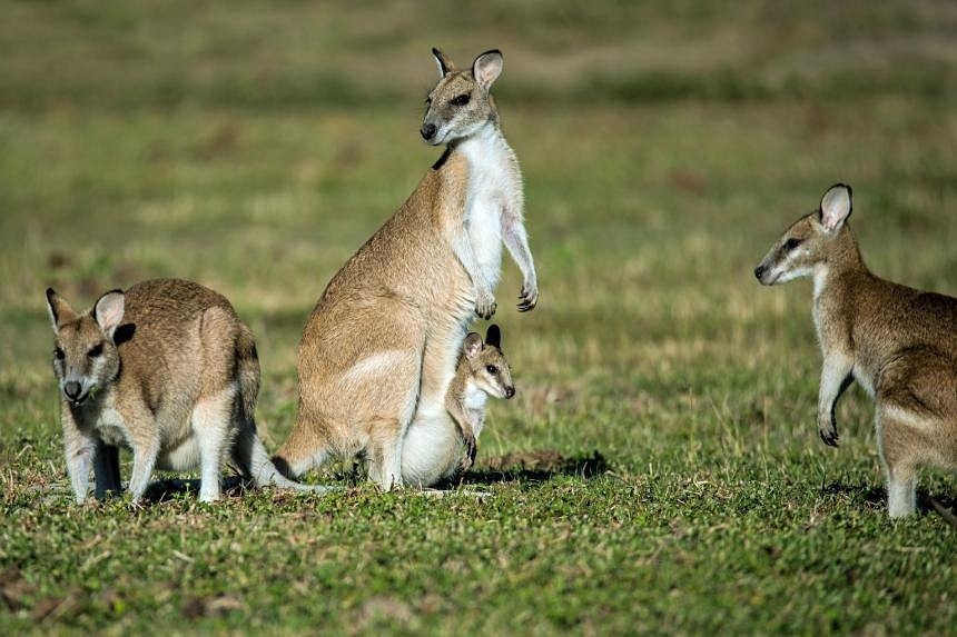 'Pet' kangaroo blamed for Australian's death | The Straits Times