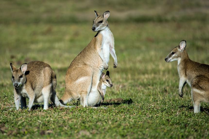 'Pet' kangaroo blamed for Australian's death The Straits Times