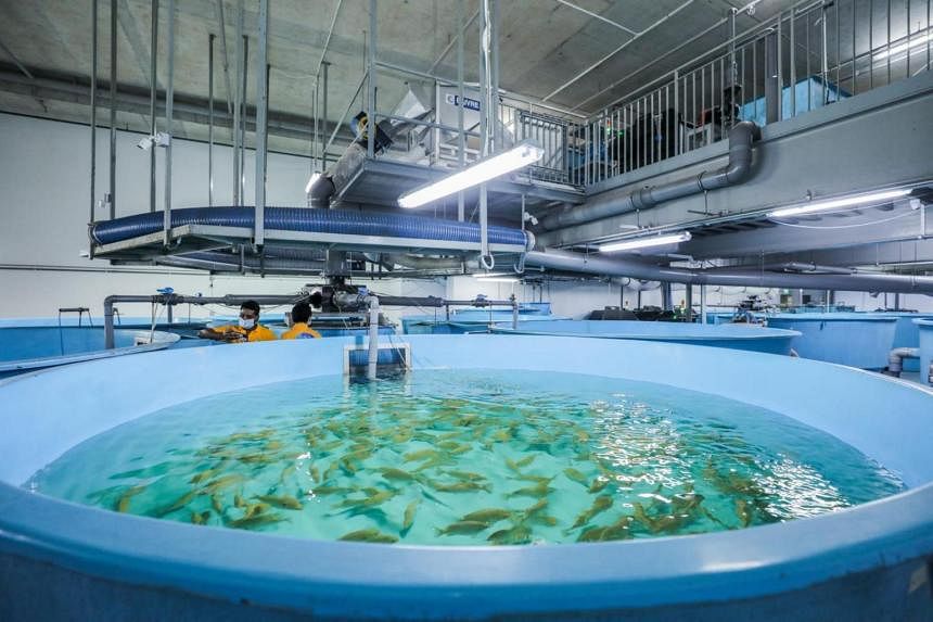 Fish farms to get free advice on disease management and testing support |  The Straits Times
