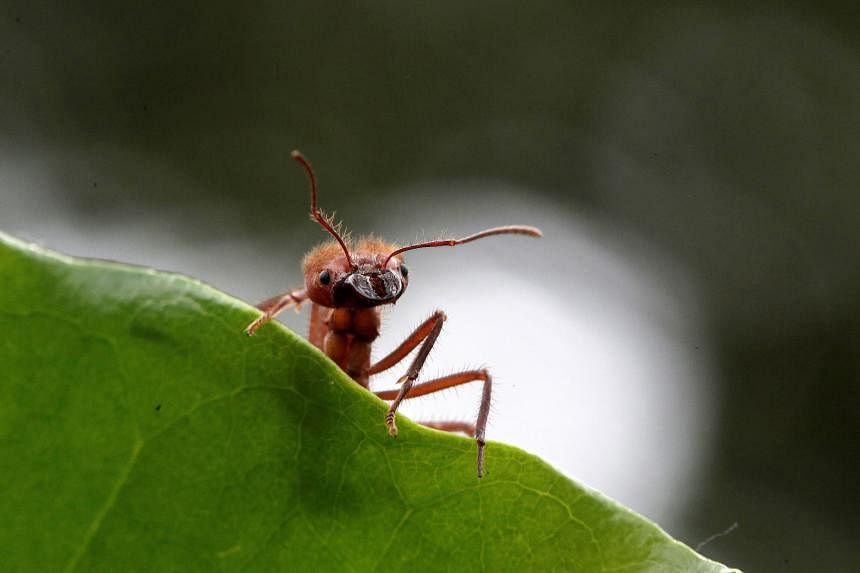 How many ants are crawling on Earth? Scientists say 20 quadrillion