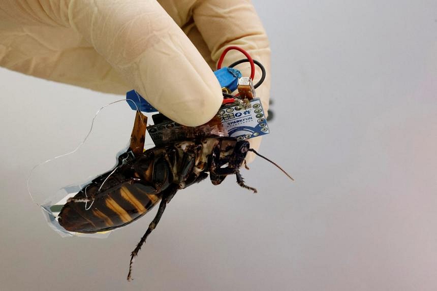 Meet Japan's cyborg cockroach, coming to a disaster area near you | The ...