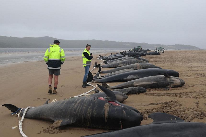 Dozens Of Pilot Whales Die In New Zealand's 3rd Mass Stranding In A Week