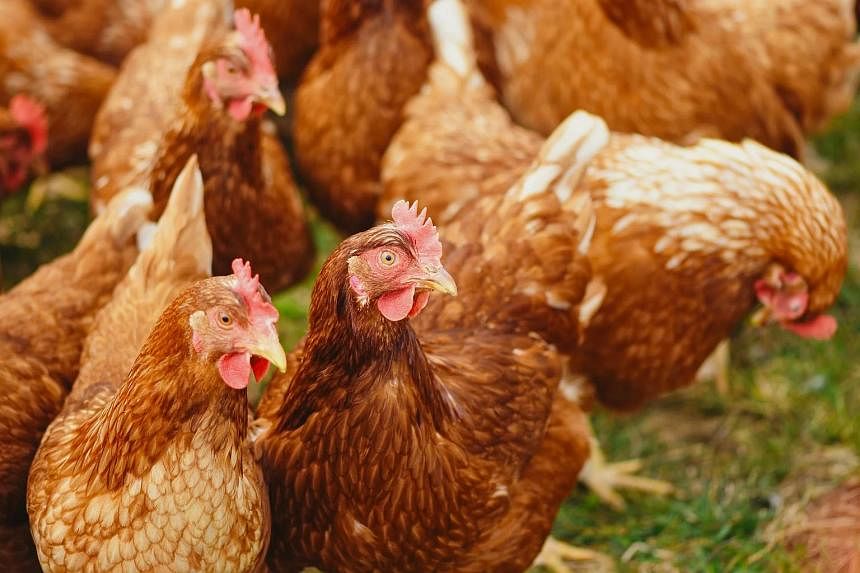 Belgium reports bird flu outbreak on farm near Dutch border thumbnail