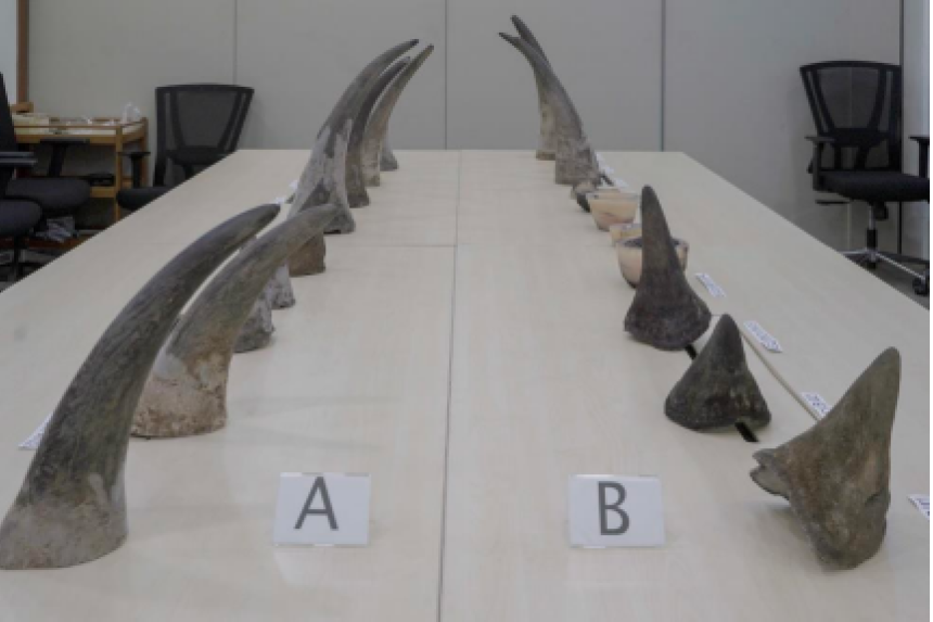Rhinoceros horns worth 1.2m recovered at Changi Airport in largest