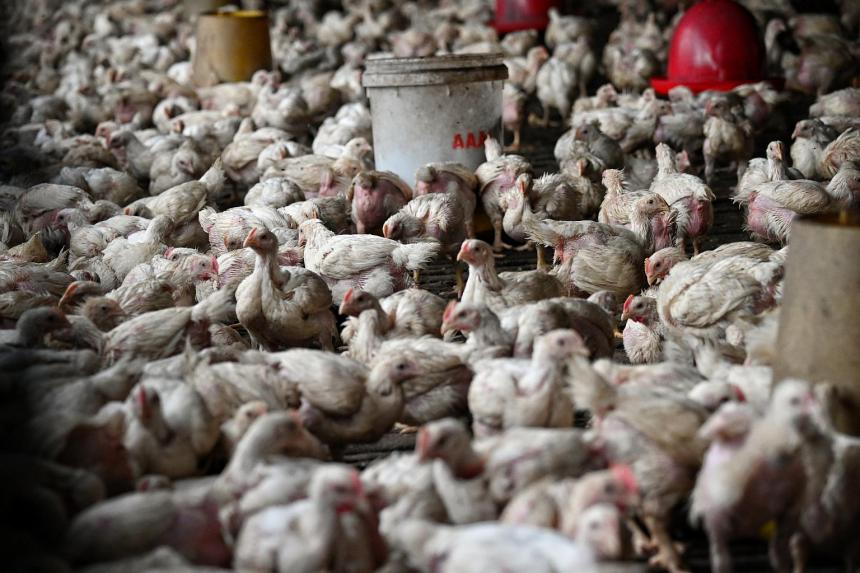 Local importers expect first batch of live chickens from Malaysia to