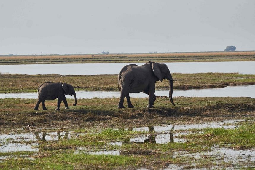 Wildlife Populations Plunge 69% Since 1970: WWF | The Straits Times