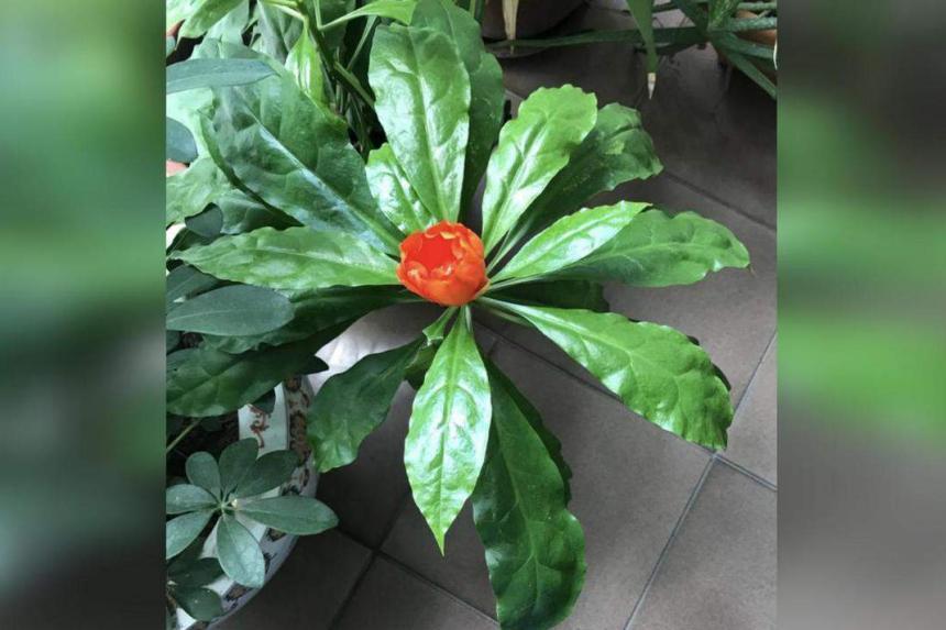 Root Awakening Rose cactus produces shortlived flowers The Straits