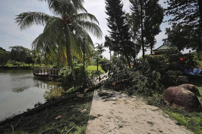 Woman Killed By Falling Tree In Marsiling Couple Tried To Lift Tree