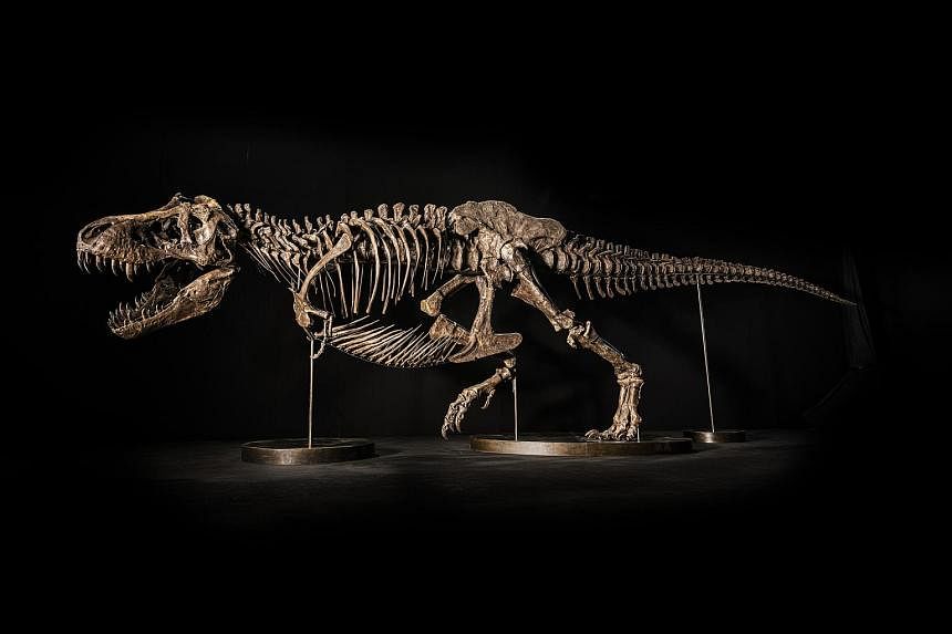 T Rex skeleton to go on display in Singapore before auction in Hong