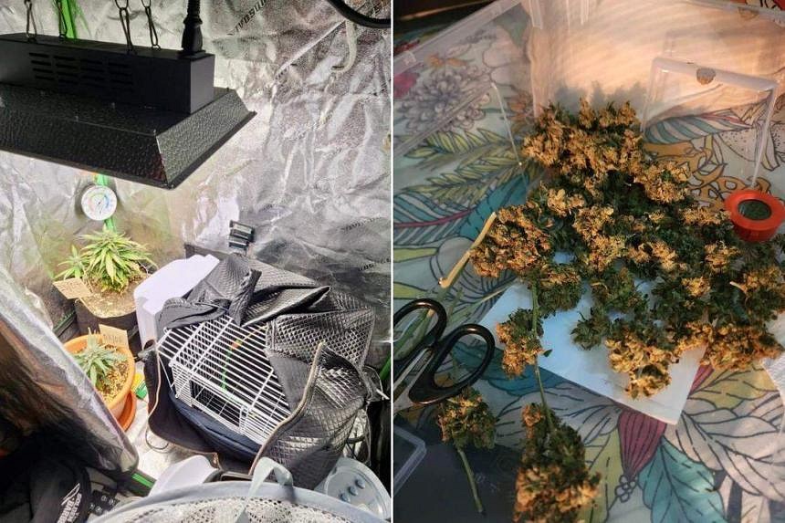 Candy Suspected To Contain Cannabis Seized In Drug Raids; 117 Arrested ...