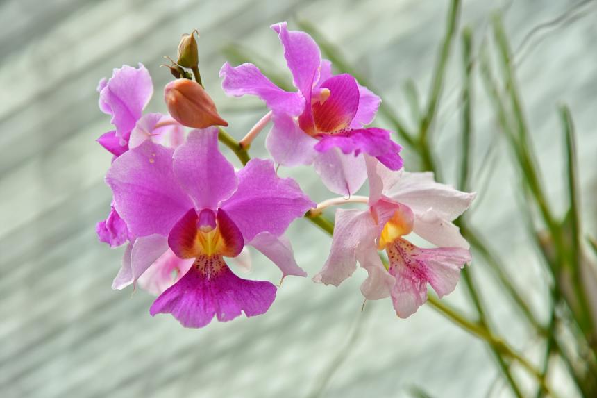 DNA of S'pore's national flower mapped for the first time, revealing an  anti-ageing compound in orchid | The Straits Times