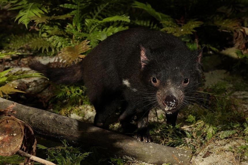 4 tasmanian devils from Australia make Night Safari their home