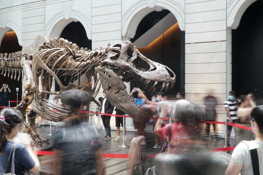 Christie’s Pulls T. Rex From Nov 30 Auction, Citing Need For ‘further ...