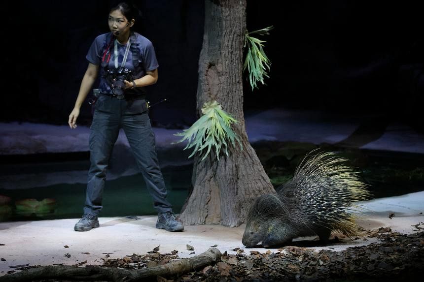 Night Safari's animal show returns with new amphitheatre, revamped cast and  storyline | The Straits Times
