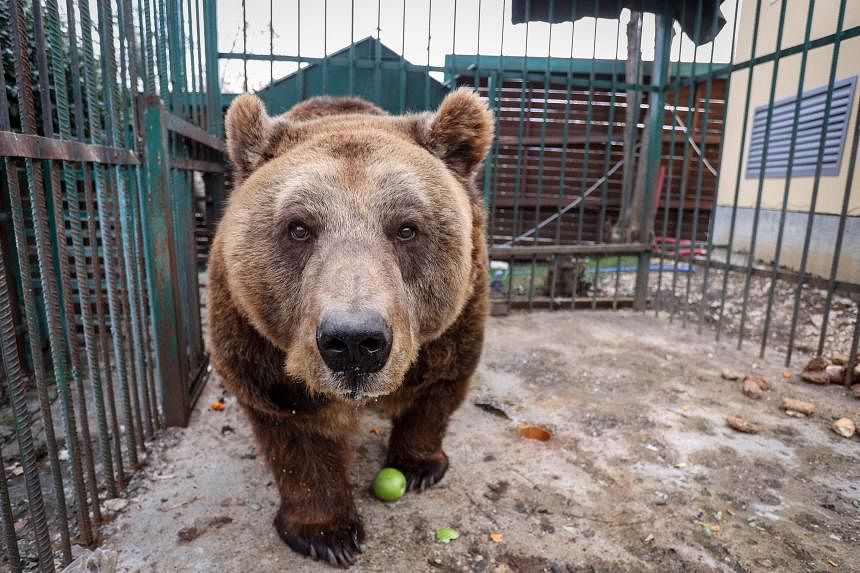 After 20 years in a cage, freedom for Albania brown bear | The Straits Times